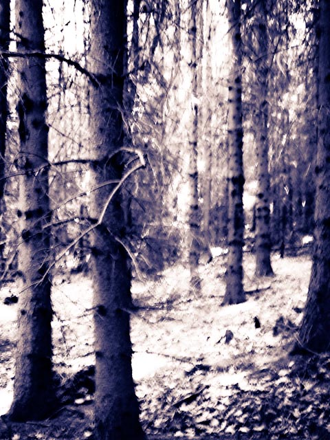 skog...foto: AntoniaB © 2013