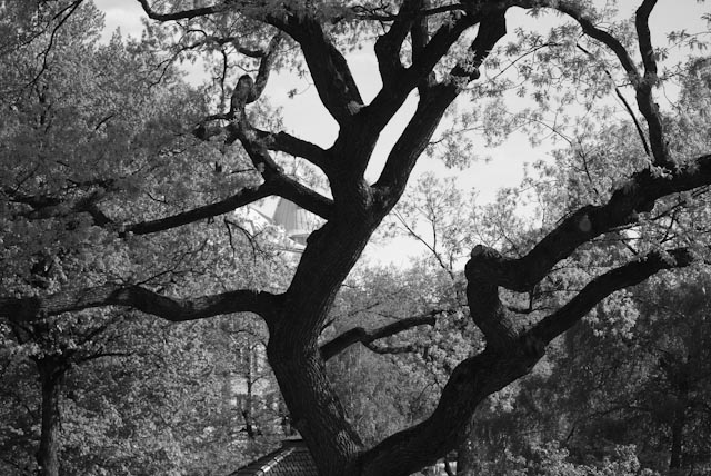 träd...foto: AntoniaB © 2014
