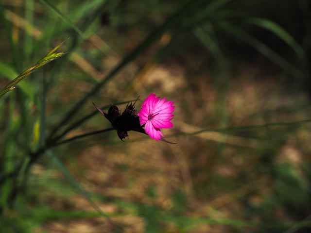 blommor...foto: AntoniaB © 2015