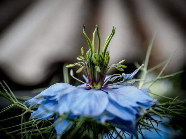 blomman...foto: AntoniaB © 2015