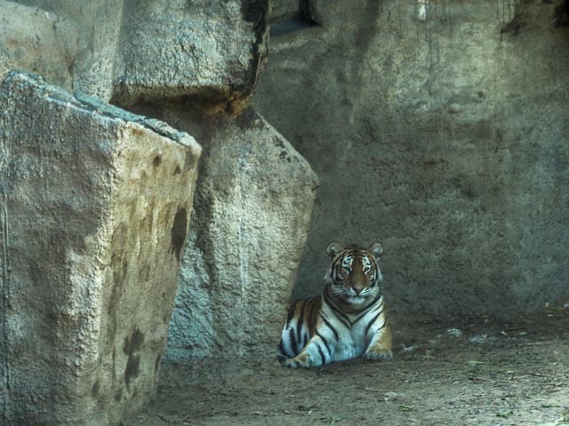 tiger...foto: AntoniaB 2015